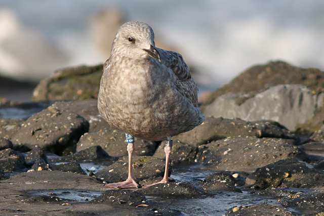 23 January 2021, Zilvermeeuw, 8|W_Westkapelle
